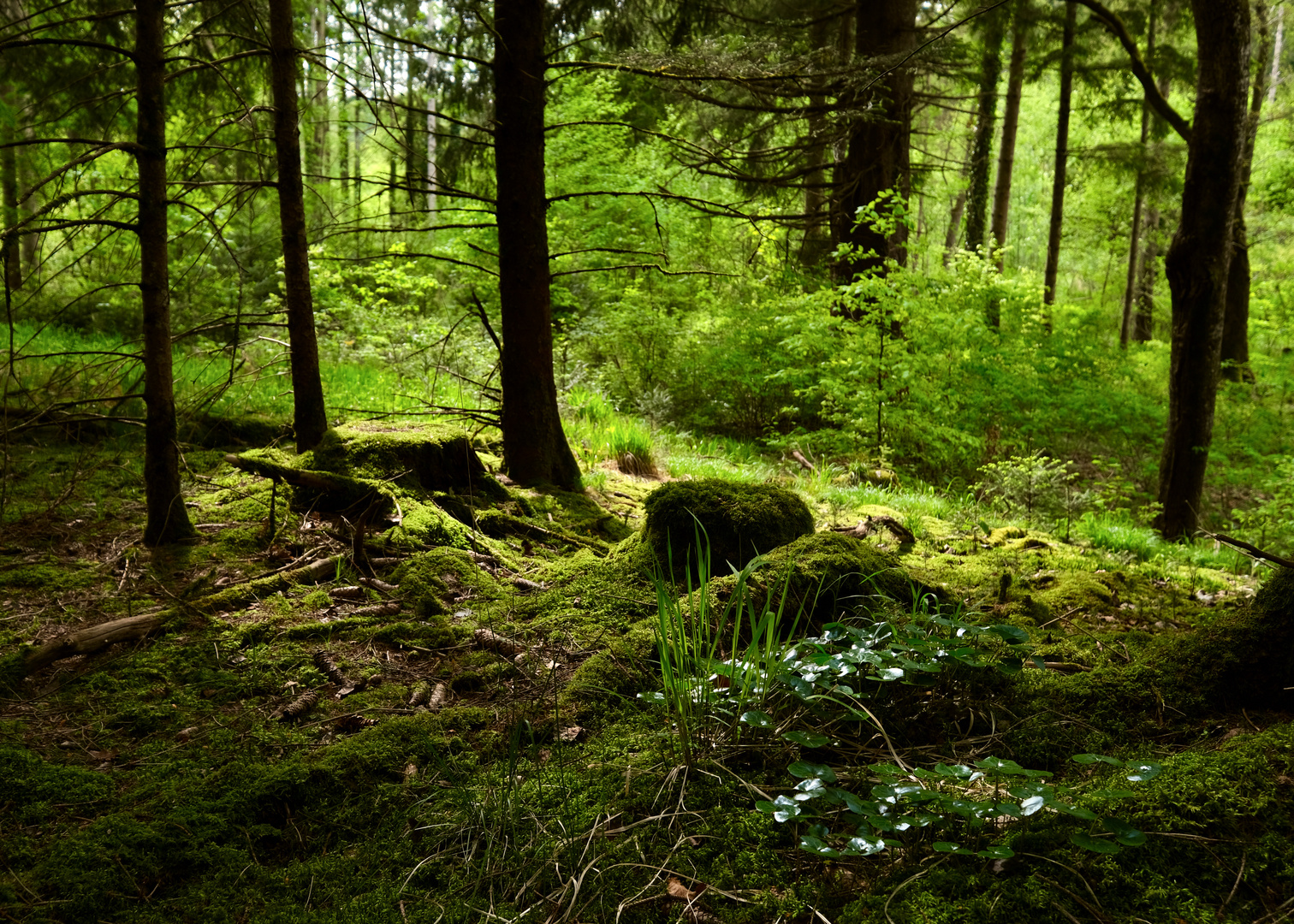 Sonnenlicht im Wald