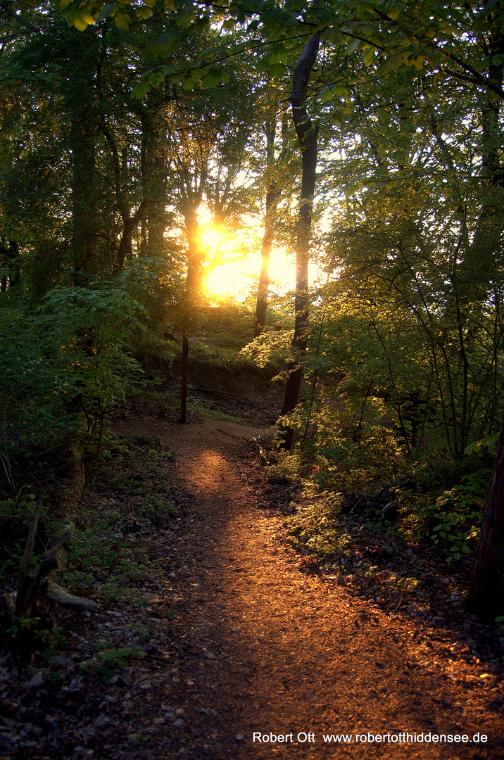 Sonnenlicht im Wald