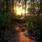 Sonnenlicht im Wald