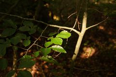 Sonnenlicht im Wald