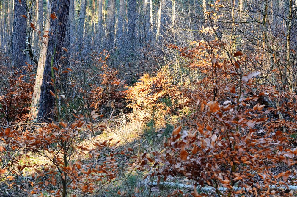 Sonnenlicht im Wald