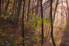 Sonnenlicht im Wald