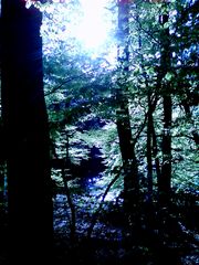 Sonnenlicht im Wald