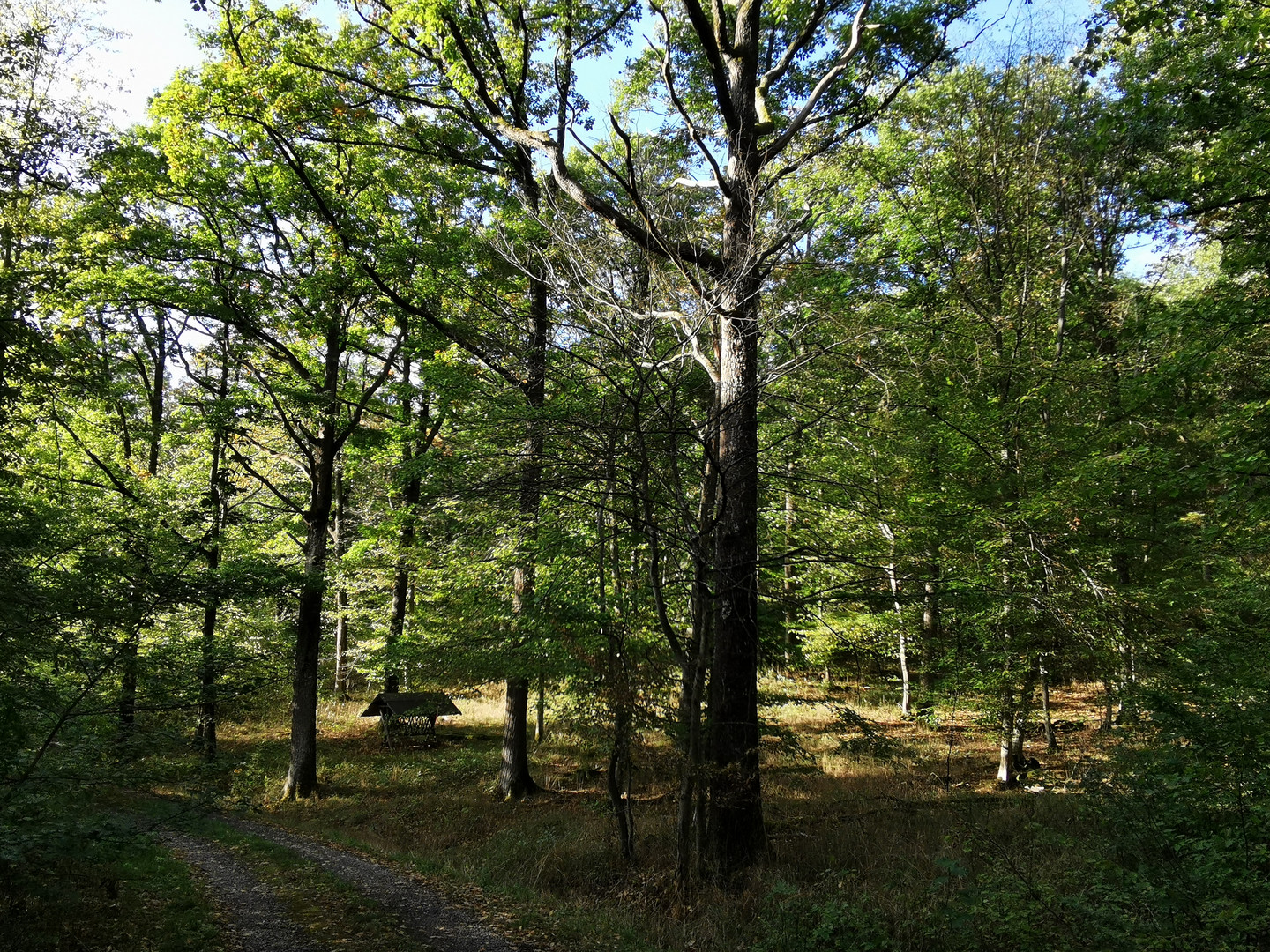 Sonnenlicht im Wald 