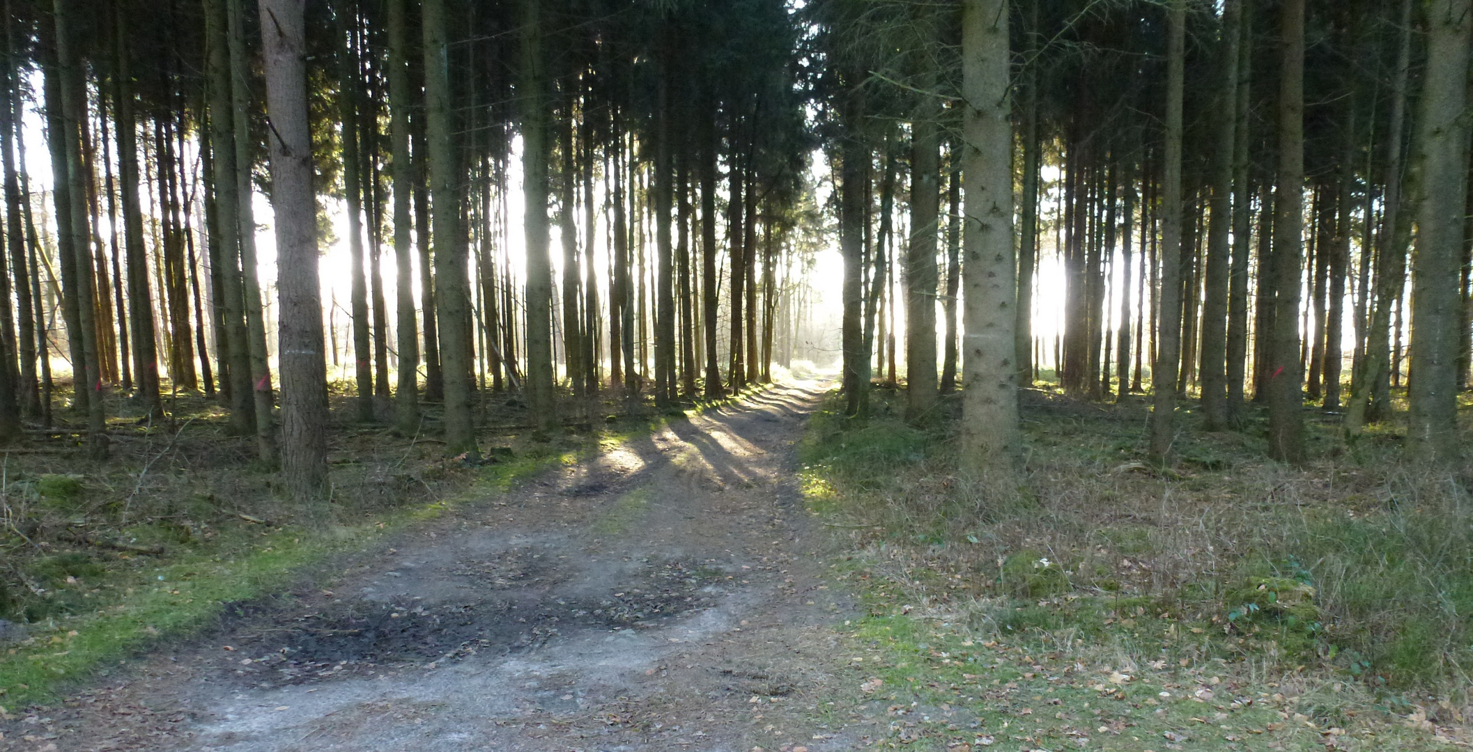 Sonnenlicht im Wendoh Wald Tarmstedt im Februar 2015