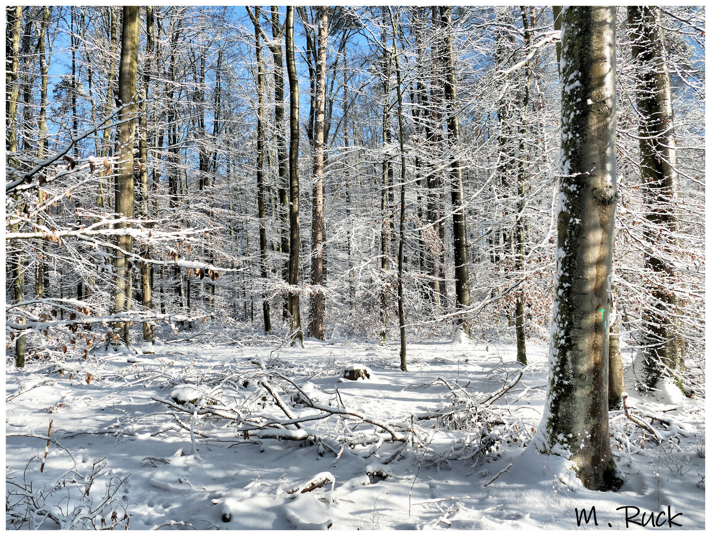 Sonnenlicht im winterliche Wald !