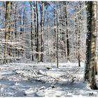 Sonnenlicht im winterliche Wald !