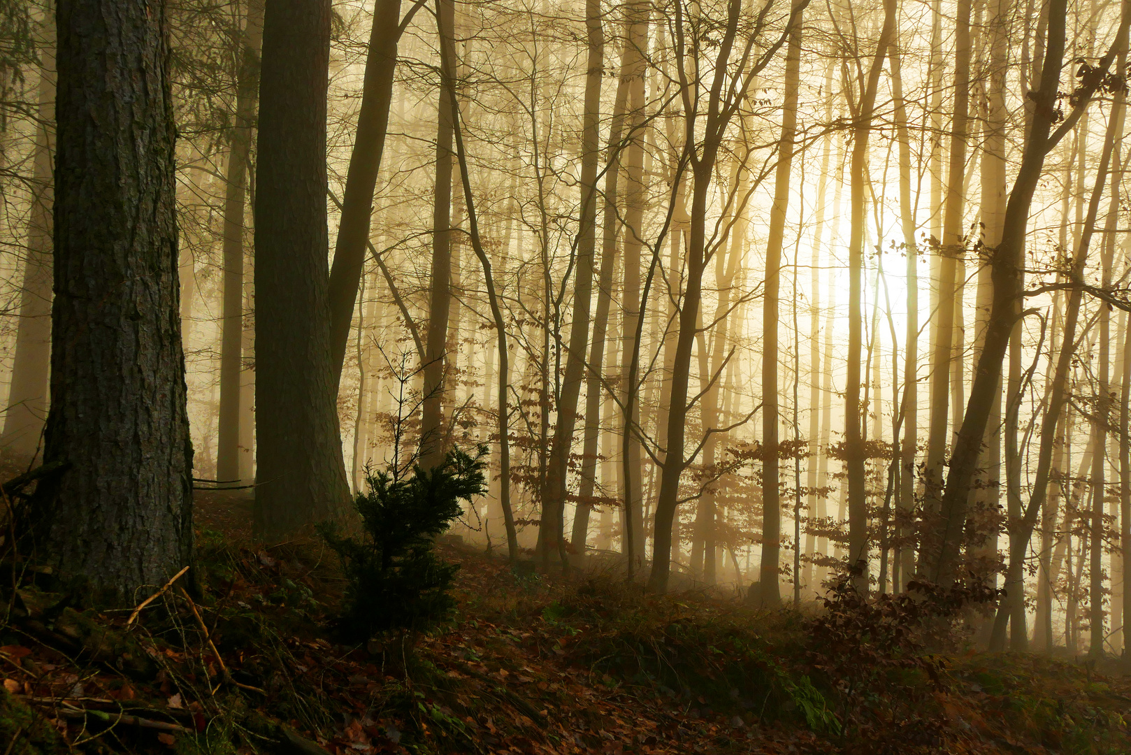 Sonnenlicht im winterlichen Nebelwald