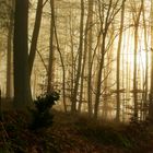 Sonnenlicht im winterlichen Nebelwald