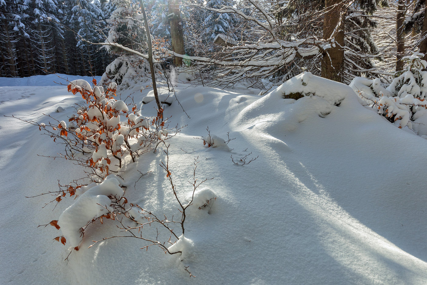 Sonnenlicht im Winterwald