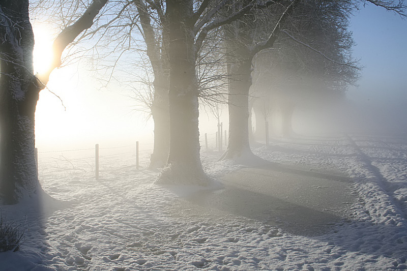 Sonnenlicht in der Steindlallee