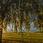 Sonnenlicht kurz vor Gewitter am Abend