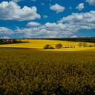 Sonnenlicht über`n Rapsfeld