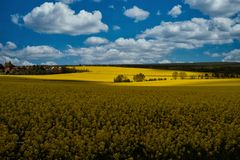 Sonnenlicht über`n Rapsfeld