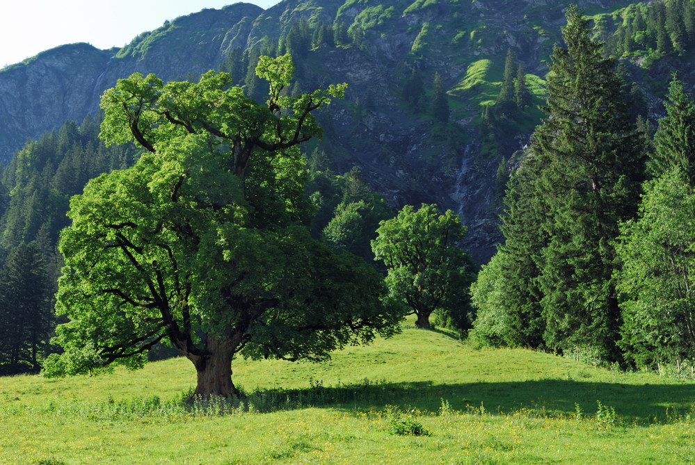 Sonnenlicht und Bäume