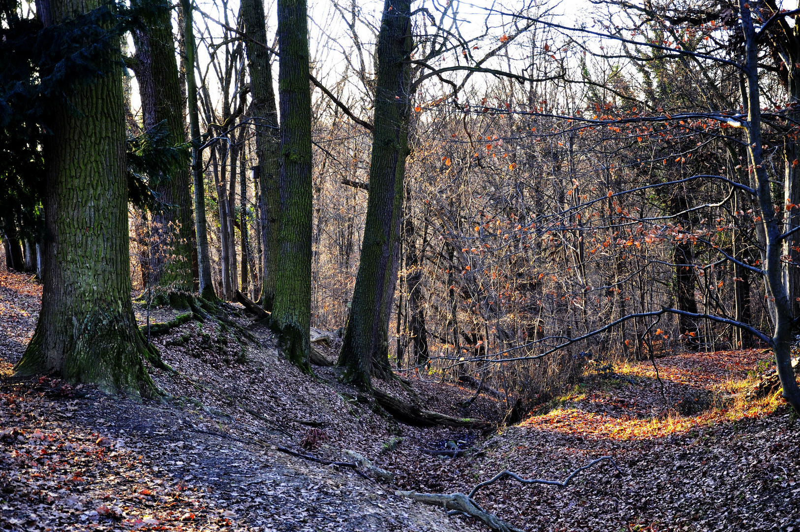 Sonnenlicht zwischen den  Bäumen