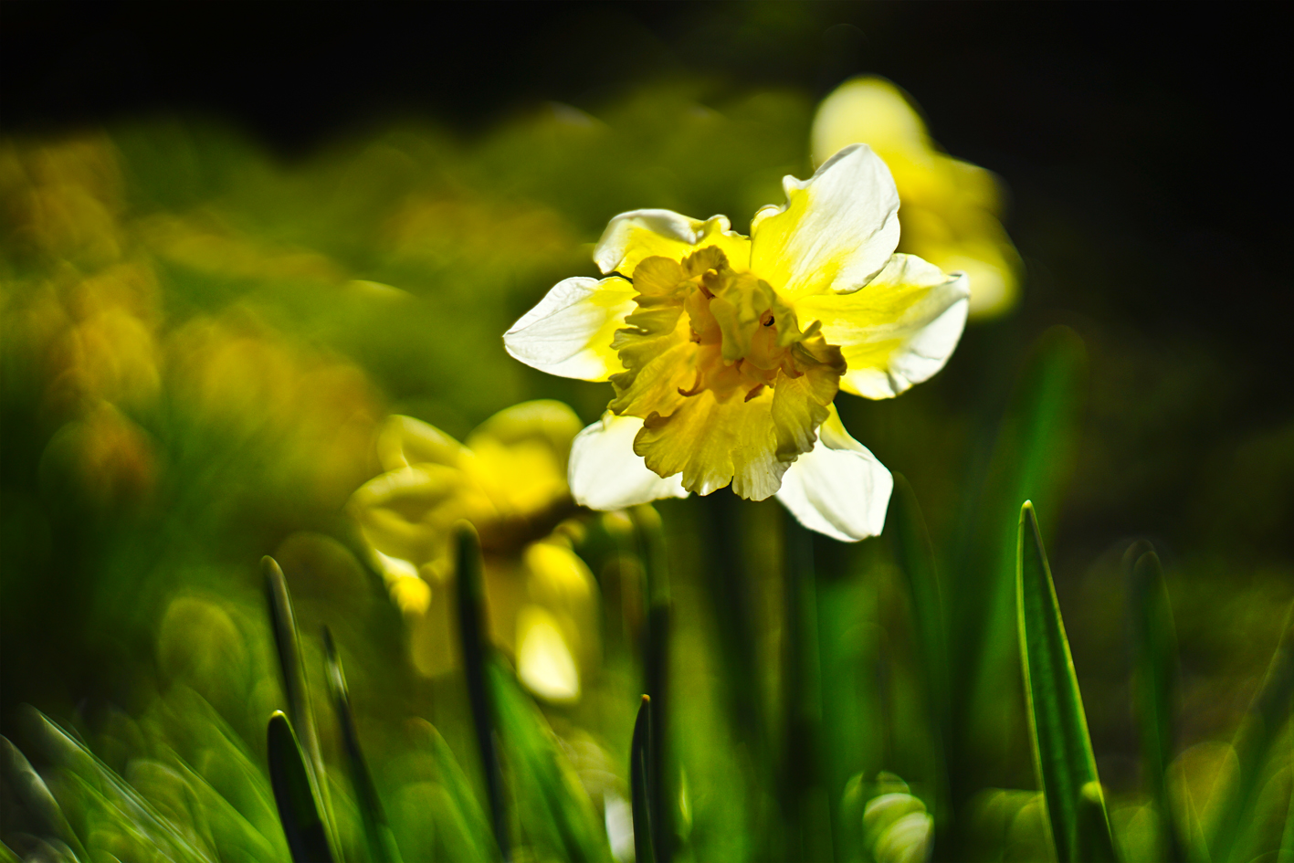 Sonnenlichtdurchflutet