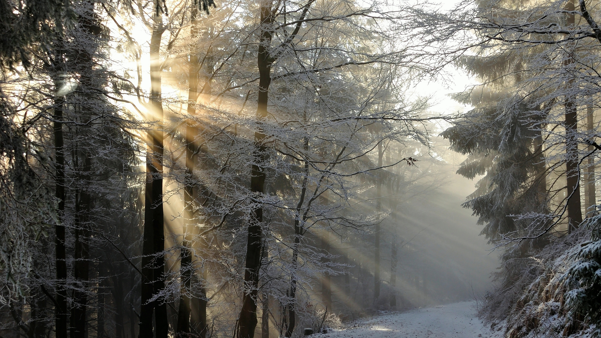 Sonnenlichtdurchfluteter Thüringer Wald