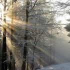 Sonnenlichtdurchfluteter Thüringer Wald