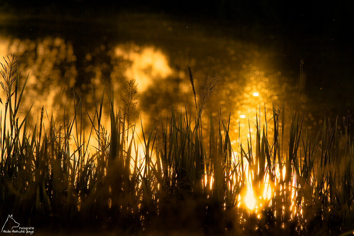 Sonnenlichtspiegelung auf dem Teich ..Sonnenuntergang