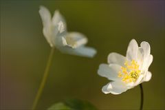 Sonnenlichtzauber