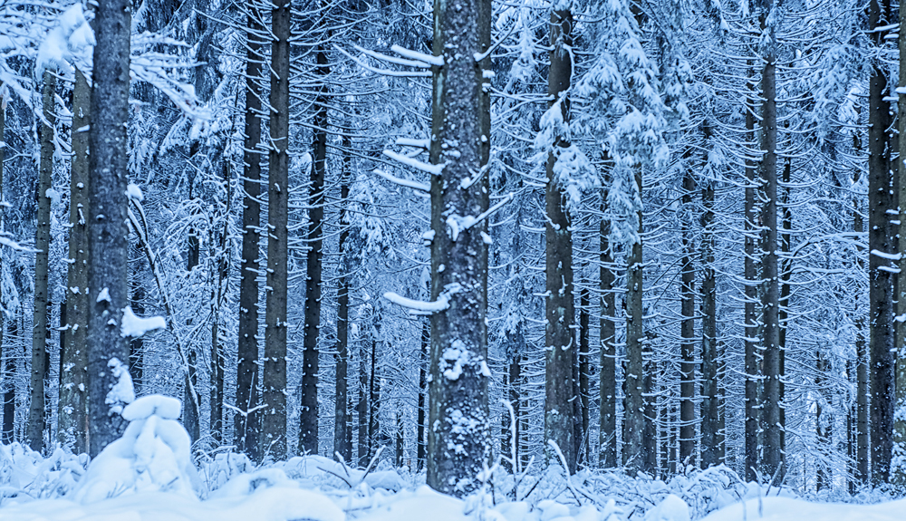 sonnenlose Zeiten im Wald