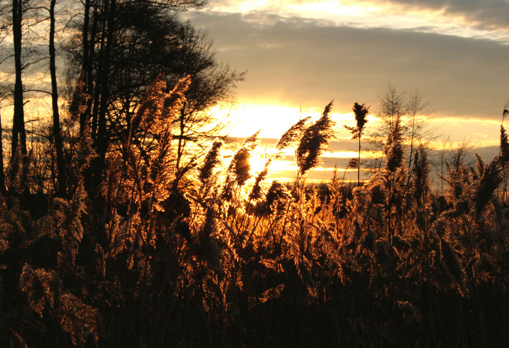 Sonnenmeer