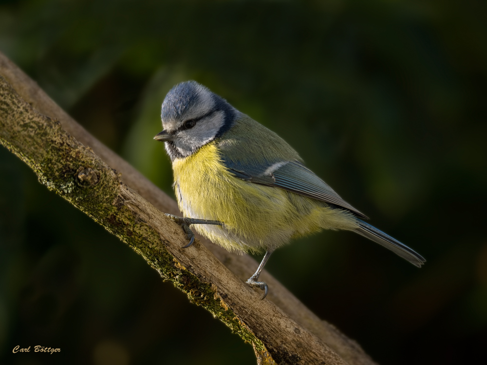 Sonnenmeise äh Blaumeise