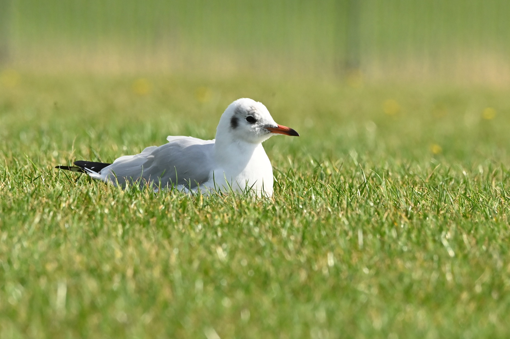 Sonnenmöwe