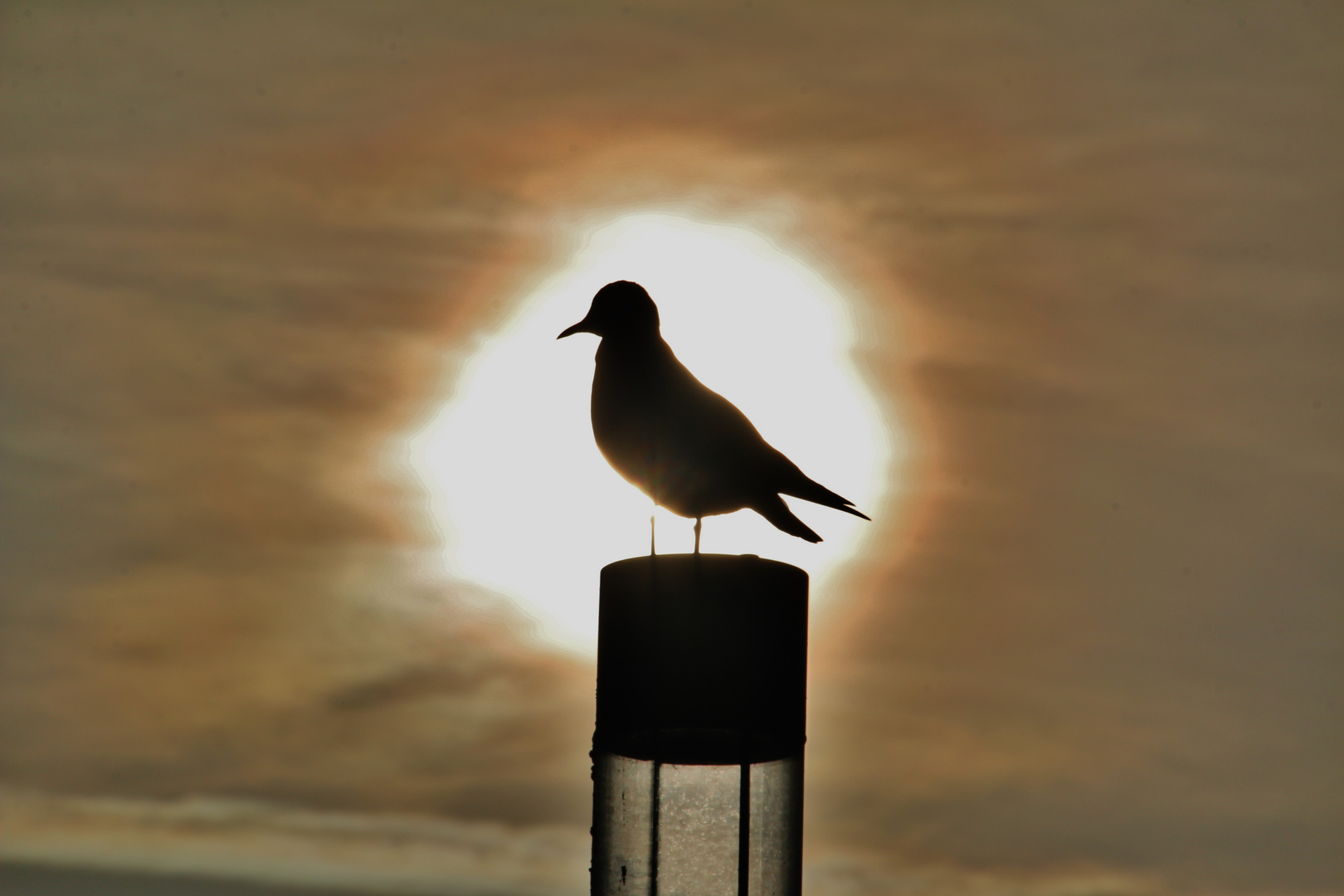 Sonnenmöwe oder Sonnentaube?