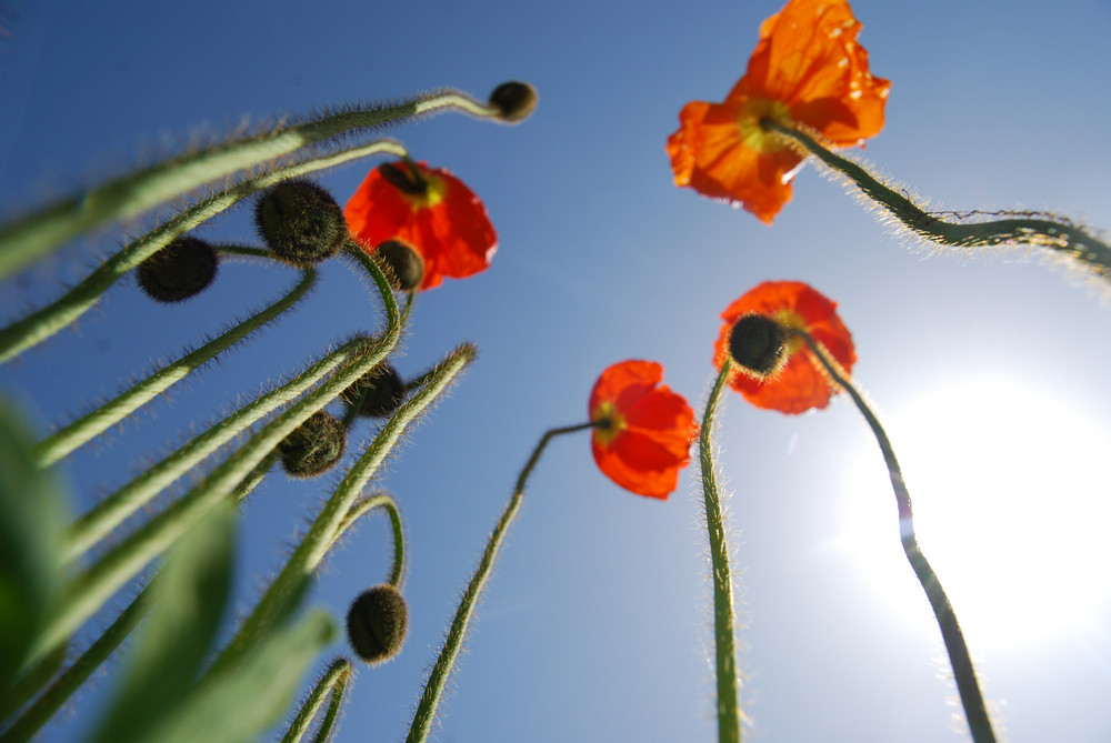 sonnenmohn