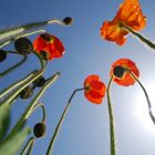 sonnenmohn