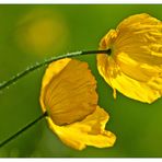 SONNENMOHN