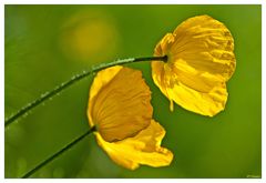 SONNENMOHN