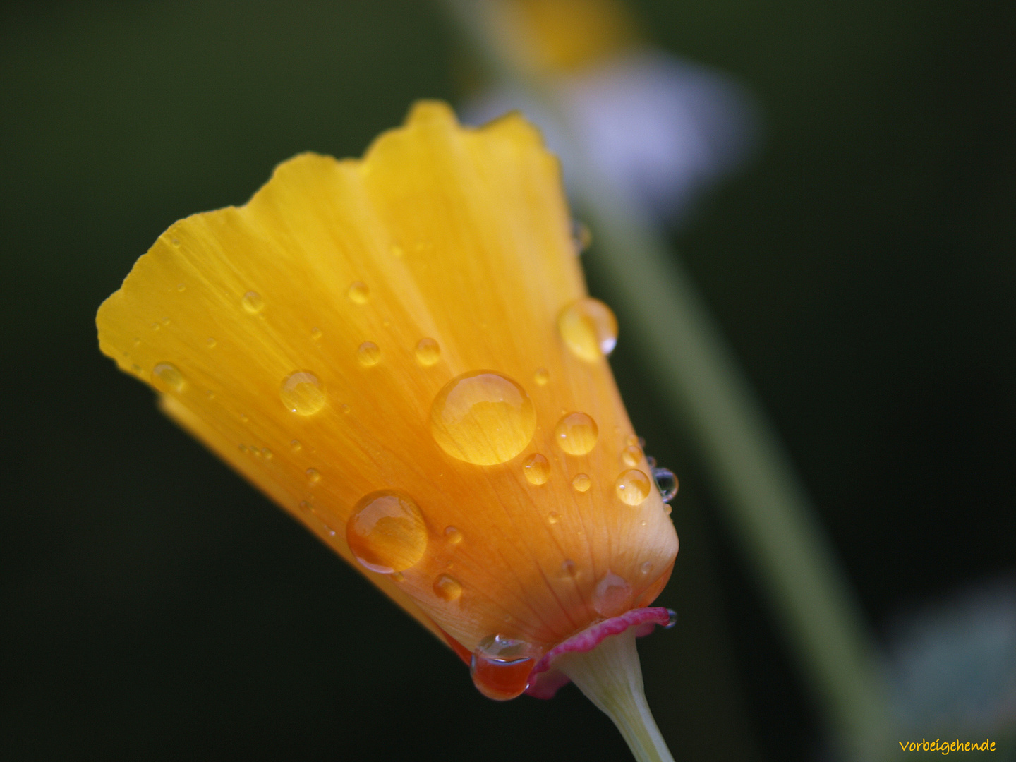 Sonnenmohn im Regen