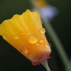 Sonnenmohn im Regen