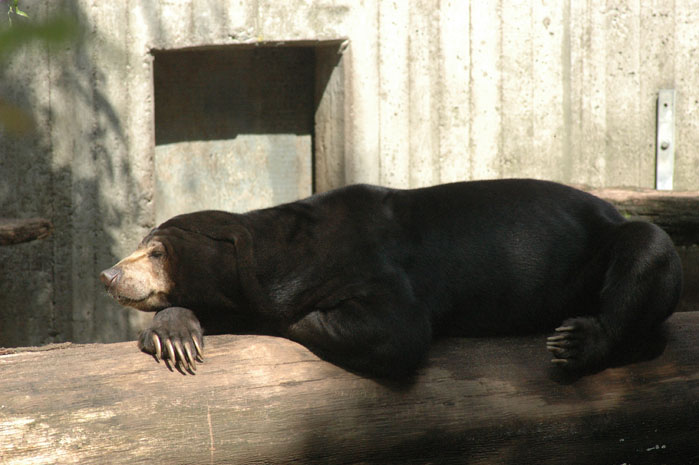 Sonnennasenbär