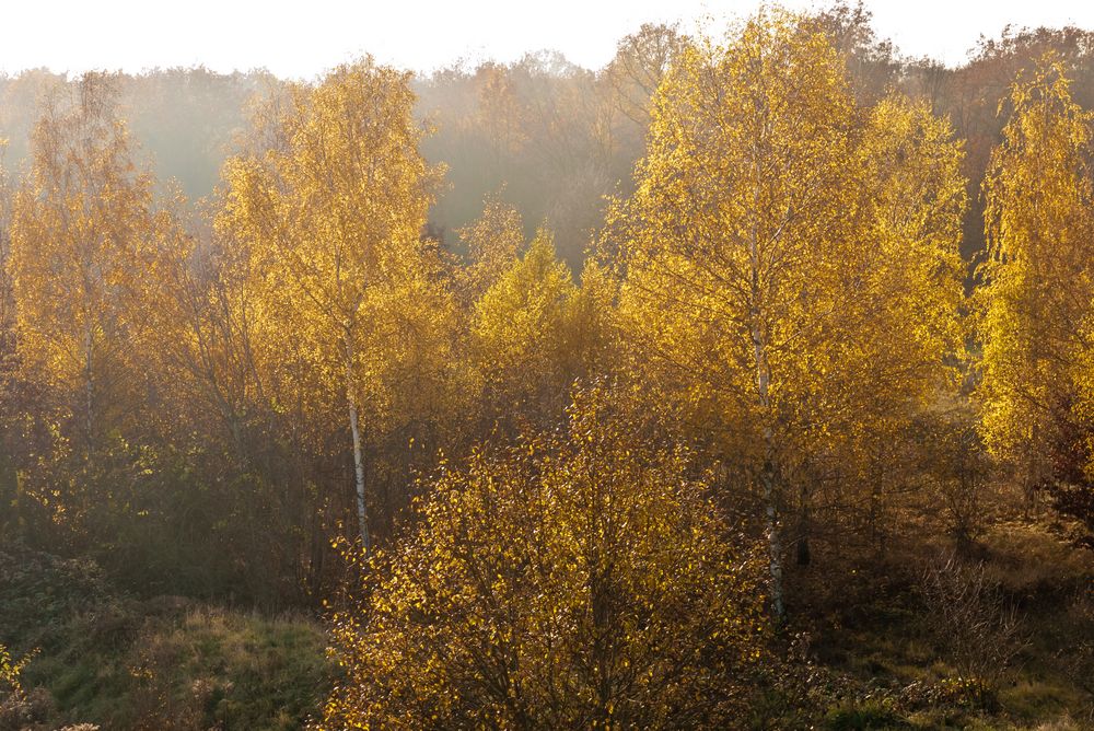 Sonnennebel, Herbst 2011