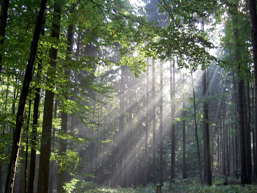 Sonnennebel im Odenwald