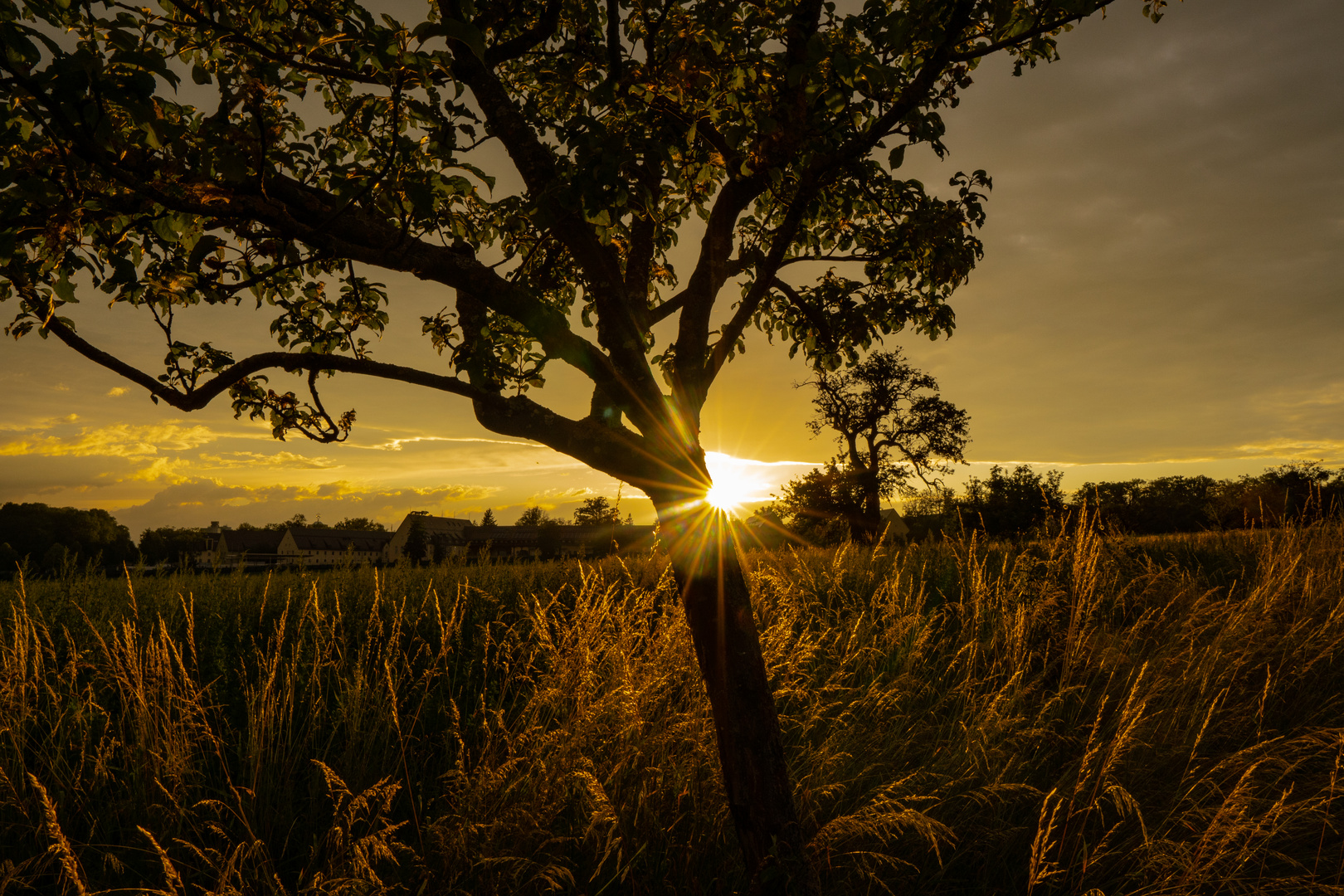 Sonnennuntergang im Feld