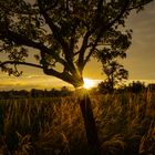 Sonnennuntergang im Feld