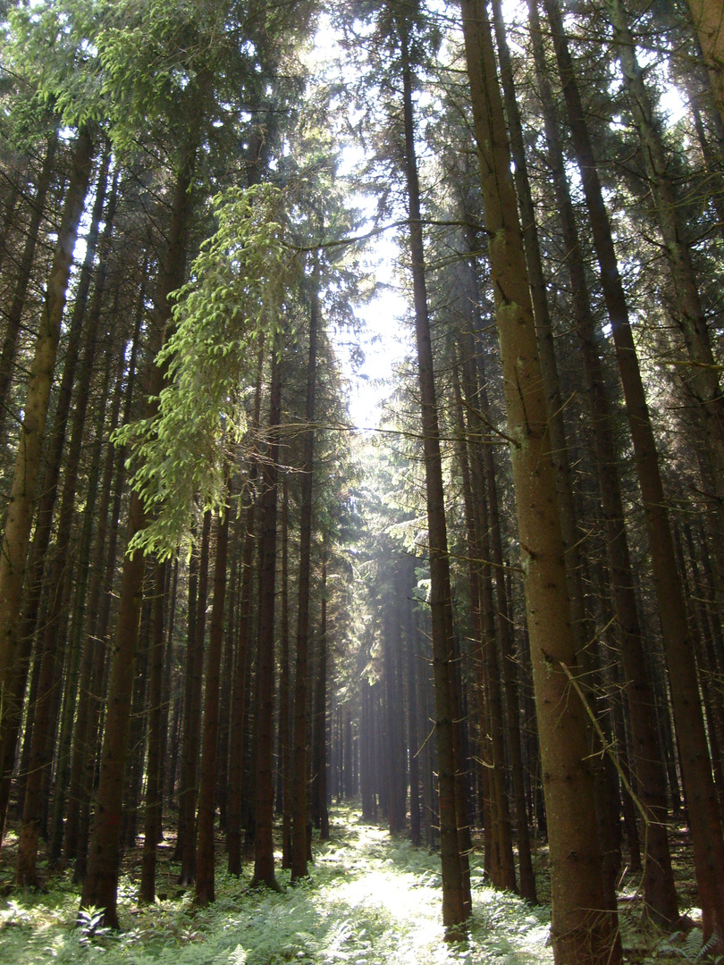 Sonnenpfad im Fichtenwald