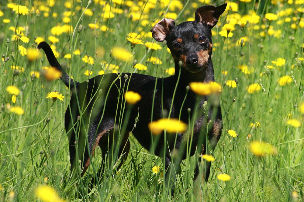 Sonnenpinscher