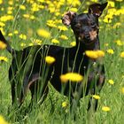 Sonnenpinscher