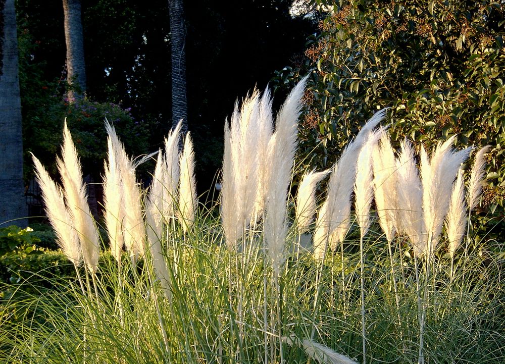 Sonnenpinsel - pennelli del sole