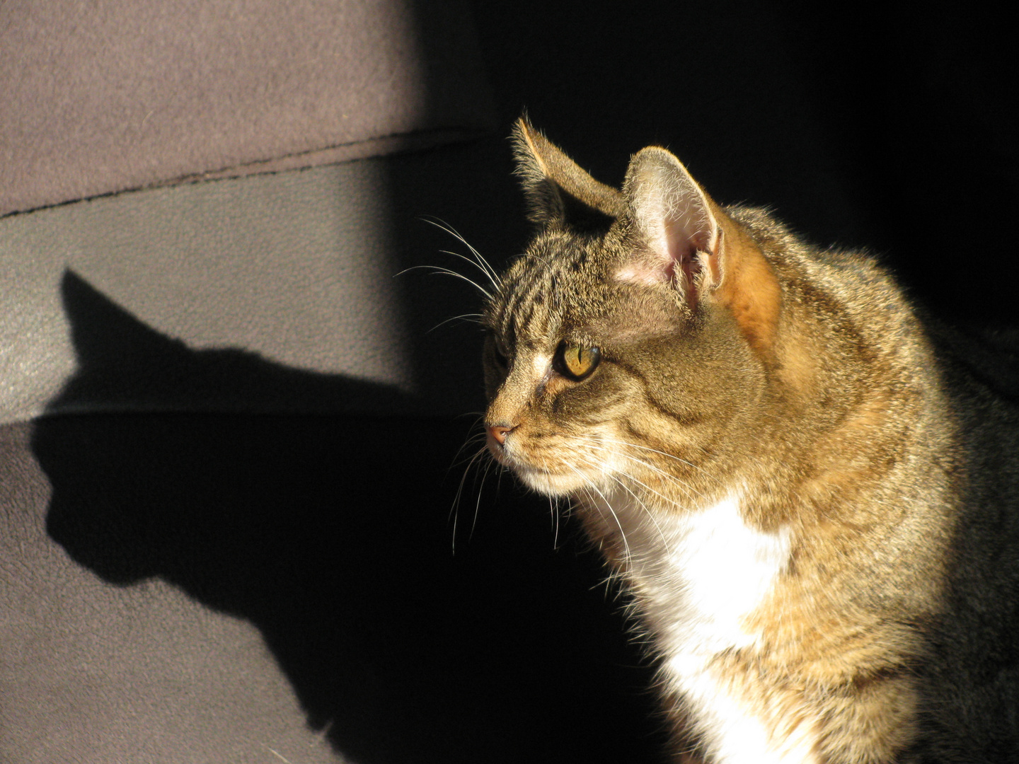 Sonnenplätzchen ideal für ältere Katzendamen