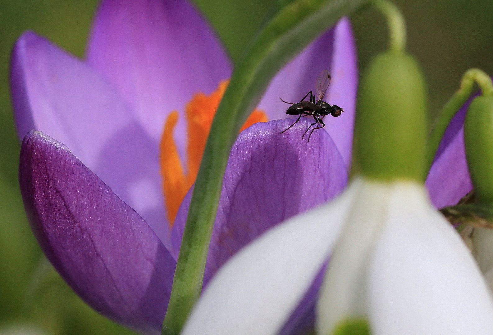 sonnenplatz auf krokus