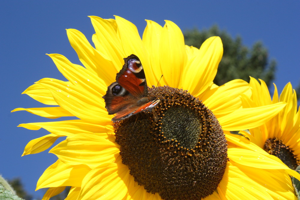 "Sonnenplatzerl" von Grasegger Barbara 