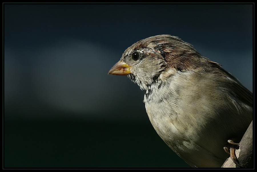 Sonnenportrait