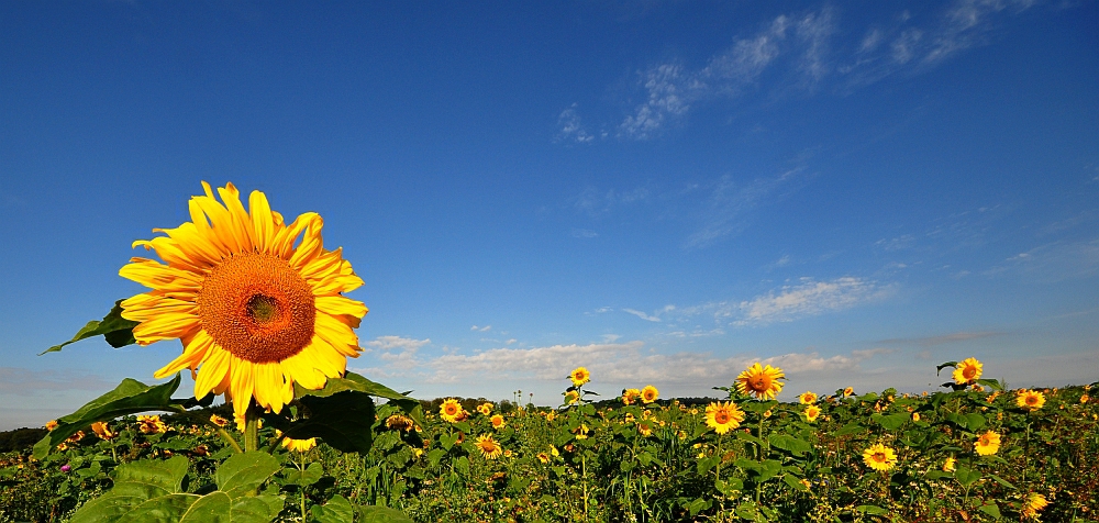 Sonnenpower von Bine67 